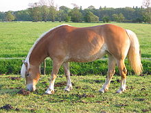 خيول هافلنجر: الأصل، الخصائص الخارجية، الاستخدام