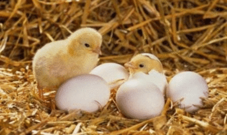 دجاج اتجاه البيض