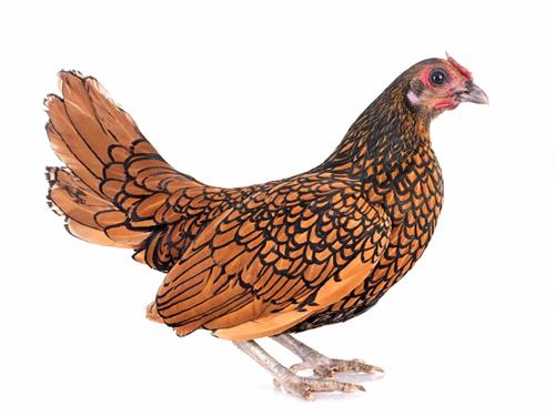 دجاج الزينة: السلالات الشعبية وخصائص محتواها