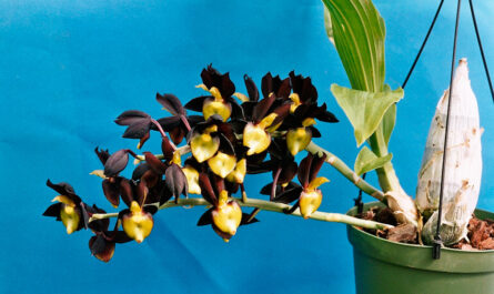 رعاية catasetum الأوركيد كيفية النمو في المنزل