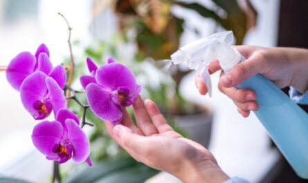رعاية الأوركيد odontoglossum كيف تنمو في المنزل