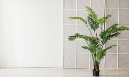 رعاية شجرة النخيل كيف تنمو في المنزل