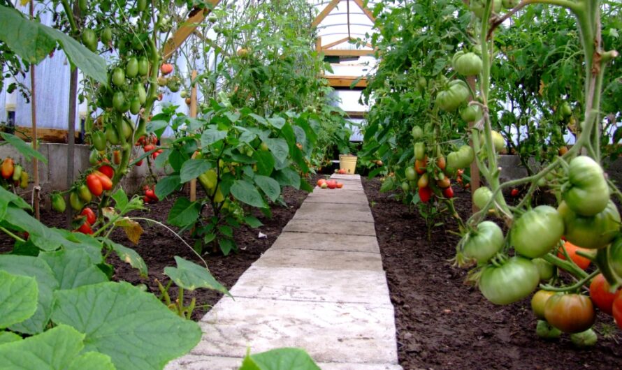 زراعة شتلات الطماطم في الدفيئة كضمان لتحقيق عائد مرتفع