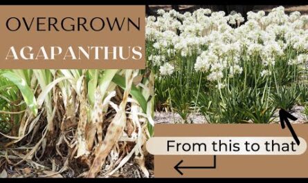 زراعة ورعاية Agapanthus والزراعة