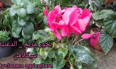 زراعة ورعاية وزراعة نبات بخور مريم في الحدائق والداخلية