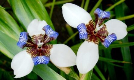 زهور القزحية: صورة نبات مع وصف للأنواع والأصناف