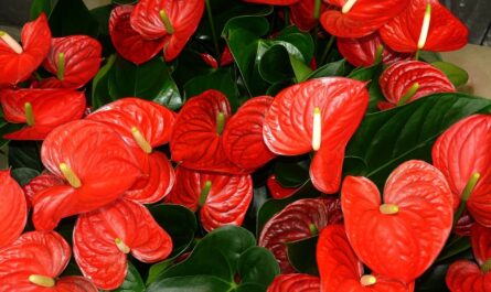 زهور داخلية حمراء وصور نباتات داخلية بأزهار حمراء