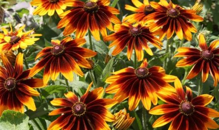 زهور رودبيكيا – ميزات التنوع وطرق الزراعة