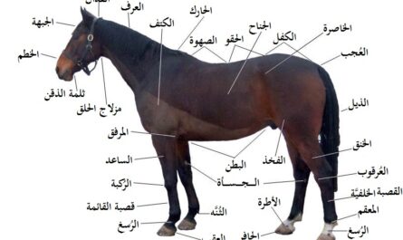 سلالات الخيول الأصلية