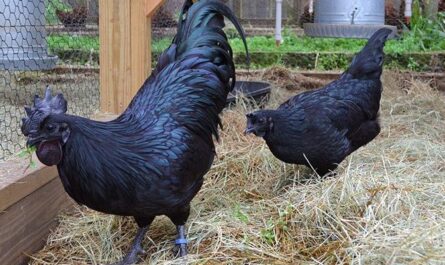 سلالات الدجاج الأسود