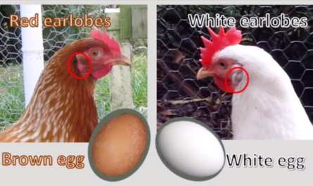 سلالات الدجاج التي تضع البيض الأزرق والأخضر