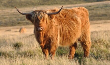 سلالة البقر الاسكتلندية