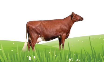سلالة البقر الدنماركي الأحمر