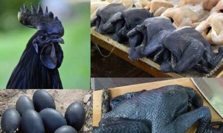 سلالة الدجاج الروسي ذو اللحية السوداء