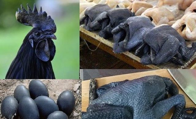 سلالة الدجاج الروسي ذو اللحية السوداء