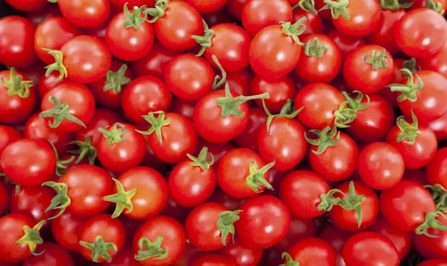 طماطم العنب الحلوة: تعرف على المزيد حول هذه الخضار
