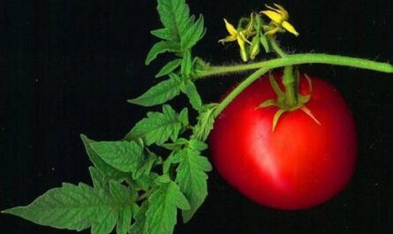 ظلال لون وطعم الطماطم "أندروميدا" - خصائص الصنف وميزات الرعاية ونصائح للنمو