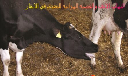 علاج التهاب الجراب في الأبقار