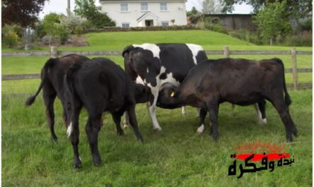 فترات الرضاعة للأبقار