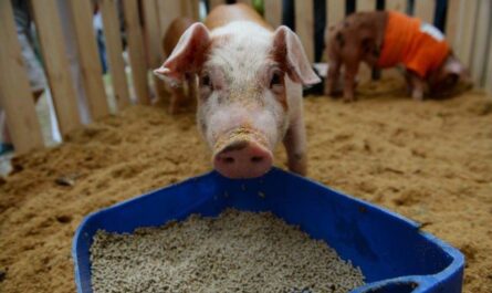 قواعد النظام الغذائي والتغذية للخنازير