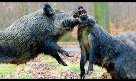كيف تتكاثر الخنازير