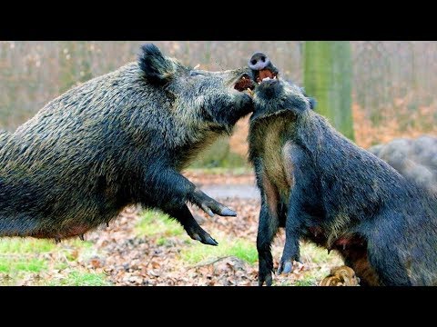 كيف تتكاثر الخنازير