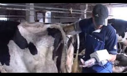 كيف يتم إجراء فحص المستقيم للأبقار للحمل؟