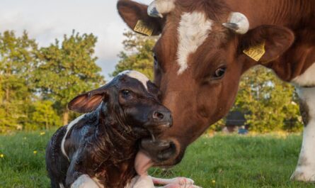 كيف يتم إطلاق البقرة قبل الولادة؟