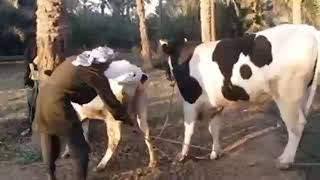 كيف يتم تزاوج الأبقار؟