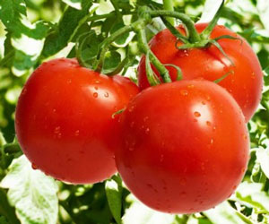 كيفية إطعام الطماطم في الدفيئة