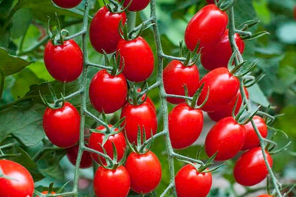 كيفية اختيار أصناف الطماطم المبكرة المناسبة للنمو في الدفيئة وفي الحقول المفتوحة