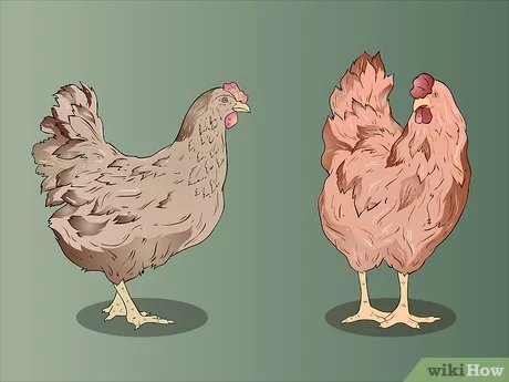 كيفية تحديد جنس الدجاج؟