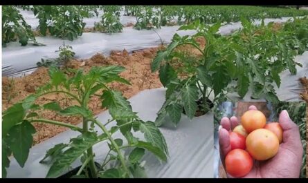 كيفية تحضير الأرض لشتلات الطماطم
