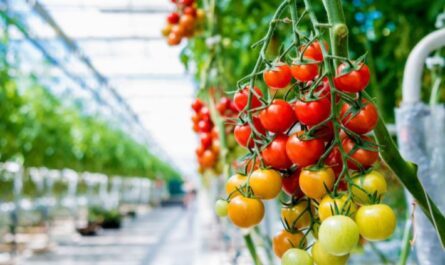 كيفية حماية الطماطم من اللفحة المتأخرة في الدفيئة
