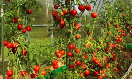 كيفية زراعة الطماطم على حافة النافذة في الشقة: تعليمات خطوة بخطوة