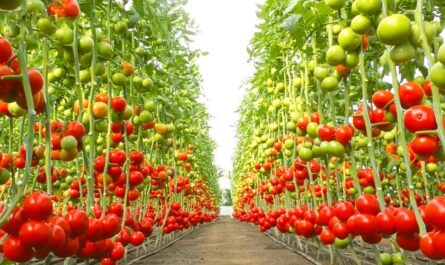 كيفية زراعة الطماطم من البذرة حتى الحصاد
