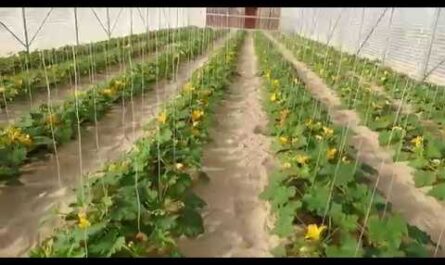كيفية زراعة الكوسة في الدفيئة