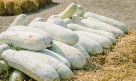 كيفية زراعة قرع الشمع Benincasa: ميزات الزراعة والرعاية
