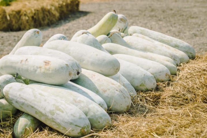كيفية زراعة قرع الشمع Benincasa: ميزات الزراعة والرعاية