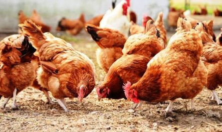 كيفية صنع حظيرة الدجاج الذكية؟