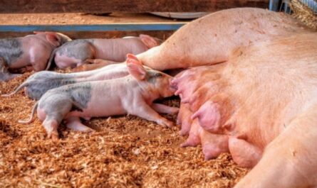 كيفية علاج الإسهال في الخنازير؟