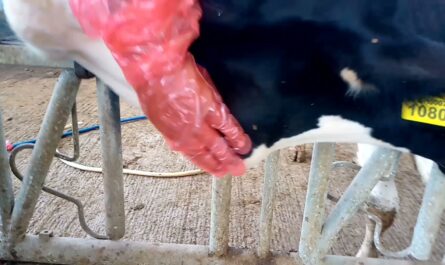 كيفية علاج الخراج في البقرة؟