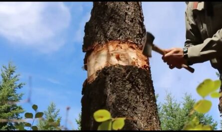 كيفية قطع شجرة بشكل صحيح بالمنشار: قواعد السلامة عند قطع الأشجار