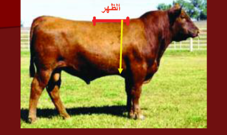 كيفية معرفة وزن الماشية بالقياسات، الجدول