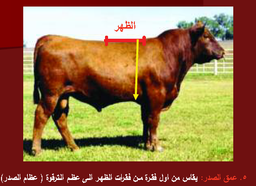 كيفية معرفة وزن الماشية بالقياسات، الجدول