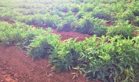 للحصول على محصول كبير، يجب زراعة الطماطم بشكل صحيح – وهو مخطط لزراعة الطماطم في أرض مفتوحة