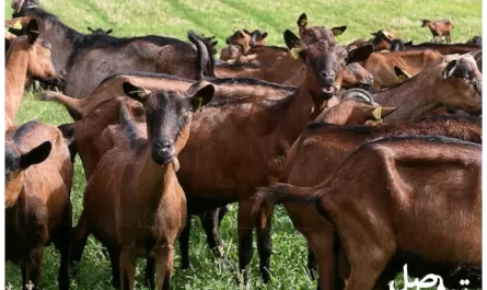 لماذا تعتبر سلالة الماعز في جبال الألب ذات قيمة كبيرة؟