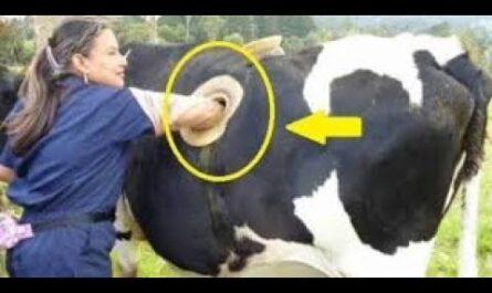 لماذا يوجد ثقب في جانب الأبقار؟