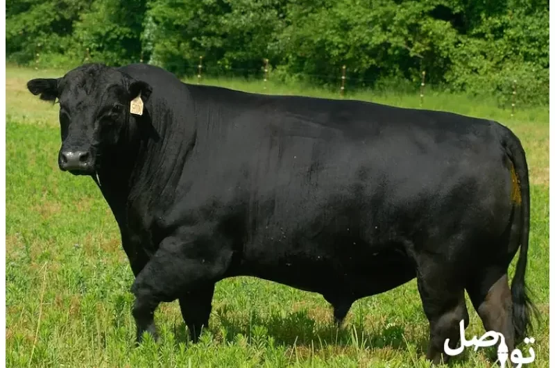 ما الذي يحدد متوسط ​​وزن البقرة؟