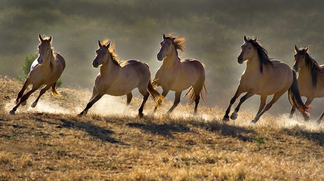 ما مدى سرعة ركض الحصان؟